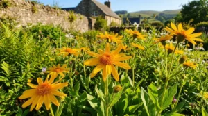 Discover the key Arnica benefits and uses across traditional topical applications and classical homeopathy.